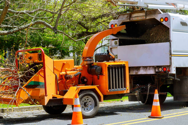 Best Stump Grinding and Removal  in Isle Of Hope, GA