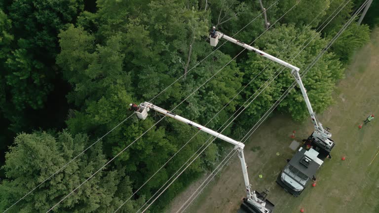 Best Tree Preservation Services  in Isle Of Hope, GA