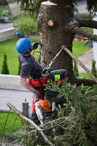  Isle Of Hope, GA Tree Removal Pros