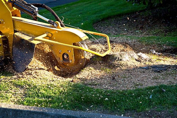Best Lawn Renovation and Restoration  in Isle Of Hope, GA