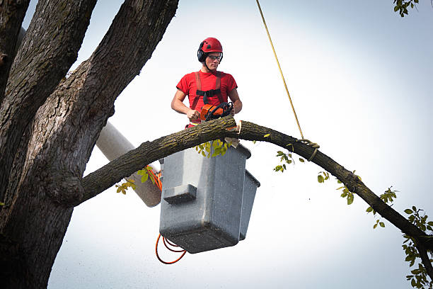 Best Palm Tree Trimming  in Isle Of Hope, GA