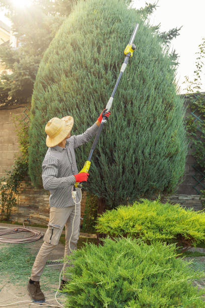 Best Emergency Tree Removal  in Isle Of Hope, GA
